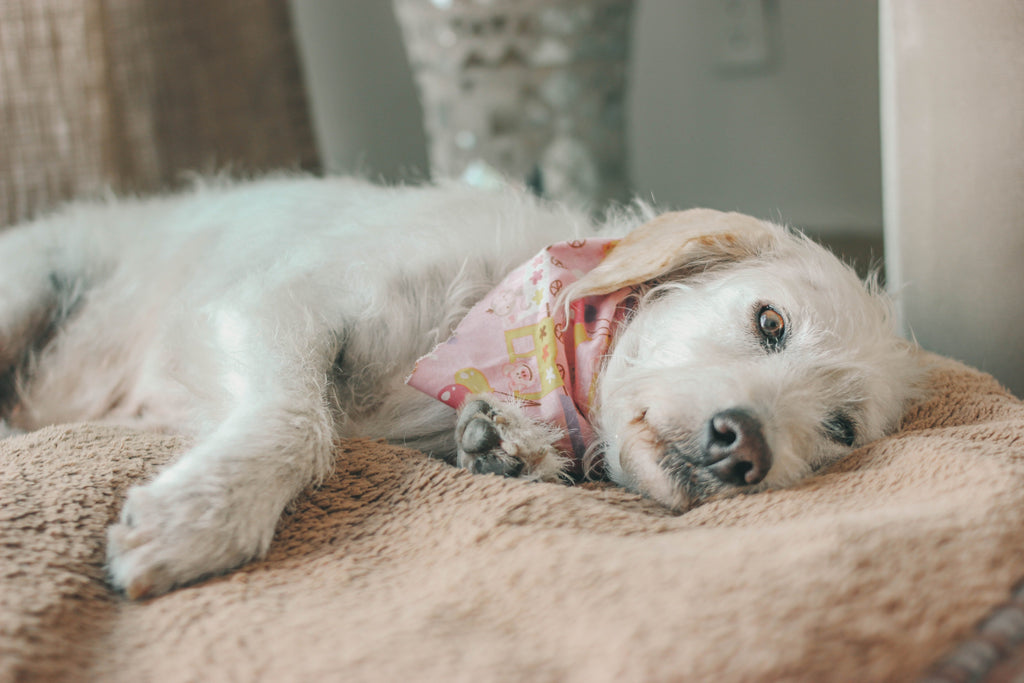 Dogs With Autoimmune Disease Natural Remedies photo