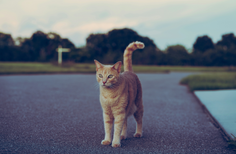 Understanding Your Cat’s Roaming Behavior