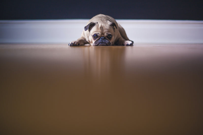 Does Your Dog Suffer from “Separation Anxiety?”