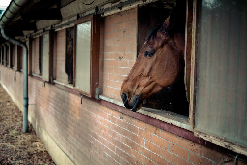 Is the Microbiome Related to Ulcers in Horses?