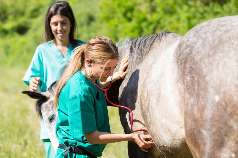 When to Call Your Veterinarian About Equine Colic