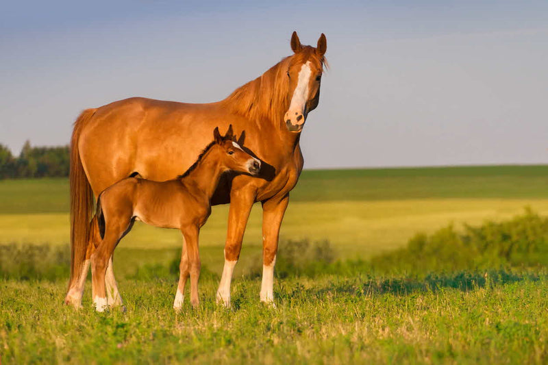 Is My Mare Prepared for Breeding?