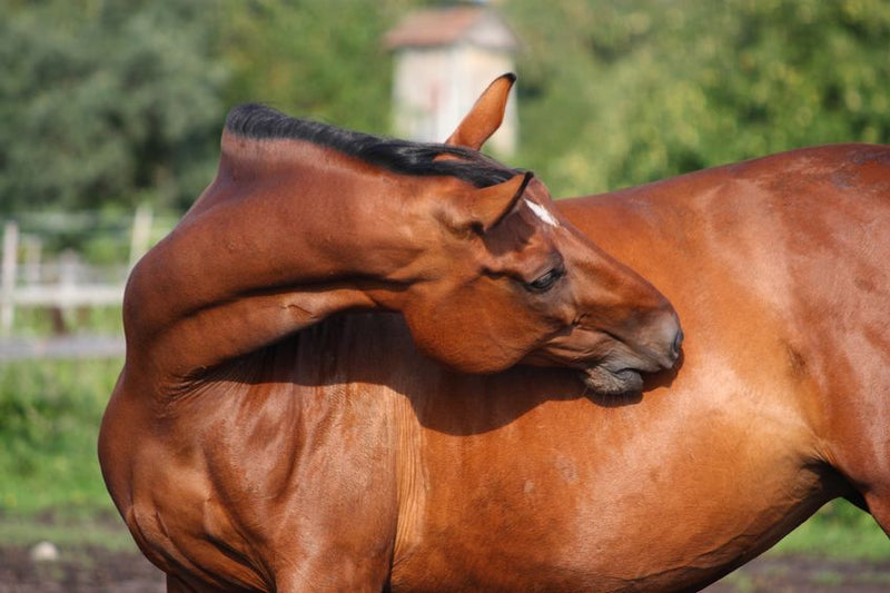The Many Faces of Horse Colic: From Enteroliths to Twisted Intestines