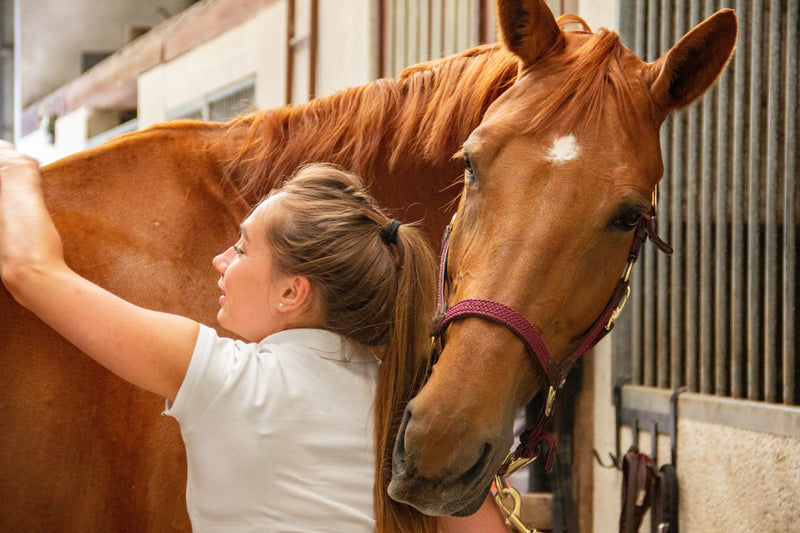 Expectations for Horse Colic Surgery