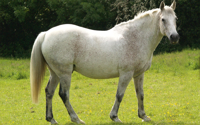 Is my horse too fat?