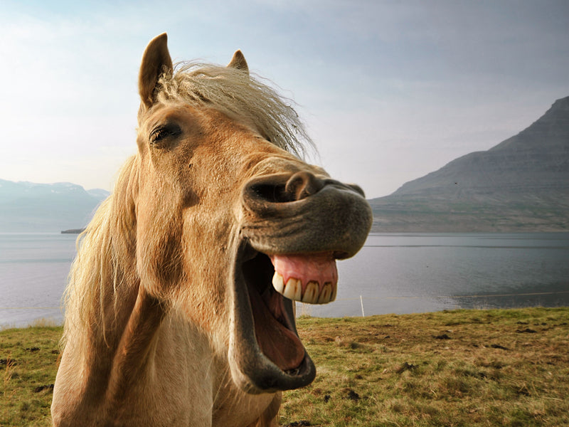 Equine Dental Health and Probiotics? The Surprising Connection