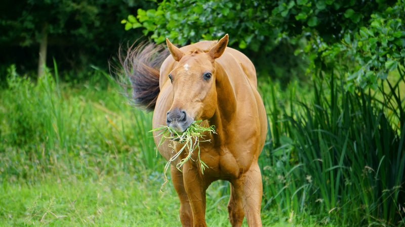 Overfeeding Broodmares: How do you know when it’s too much?