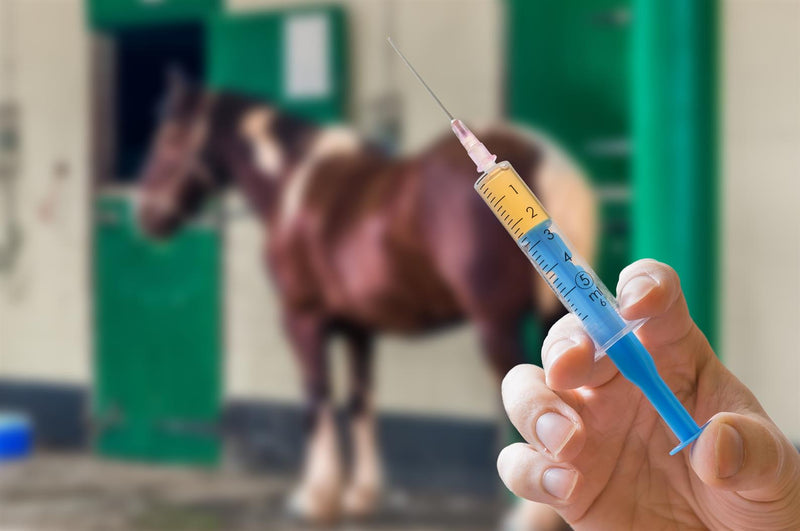 Understanding Your Horse’s Vaccination Schedule