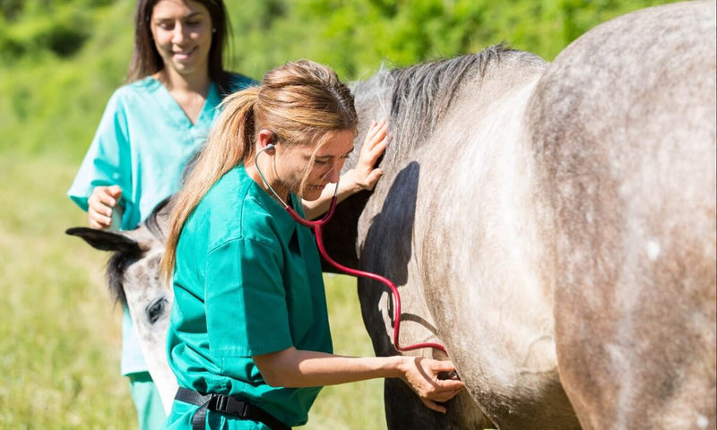 Horse Vital Signs: What’s Normal?