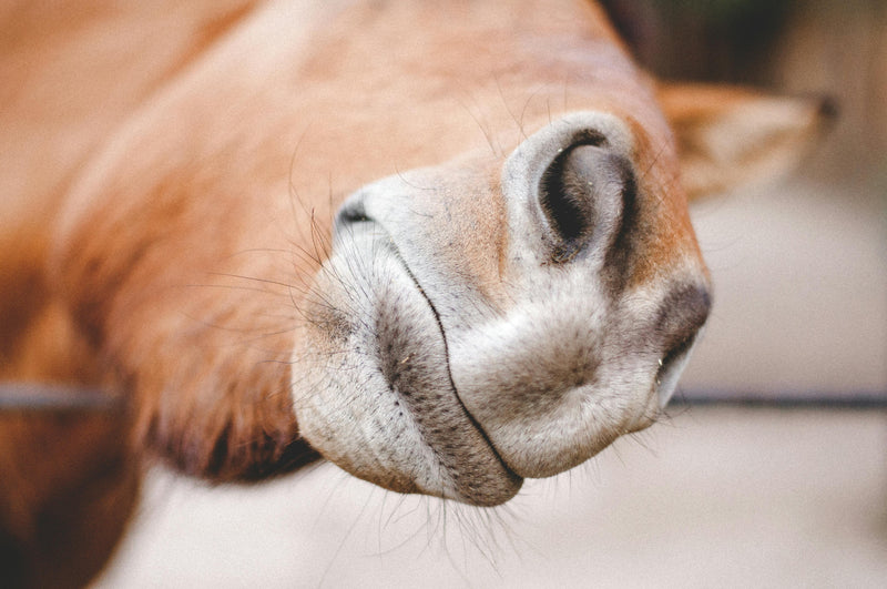 Explained: Stereotypic Behaviors in Horses