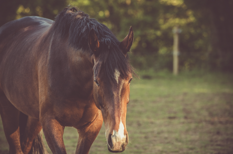 How does the horse digestive system work?