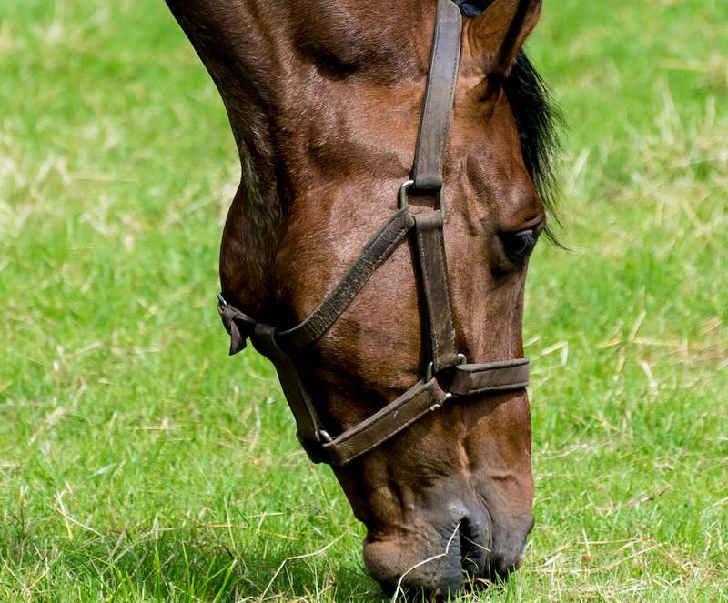 The digestive supplements for horses that really count