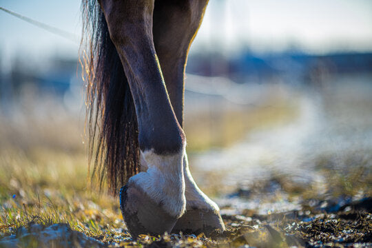 Horse hoof care through every life stage