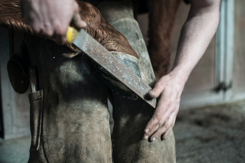 Horse hoof care basics from Rood & Riddle’s podiatrist