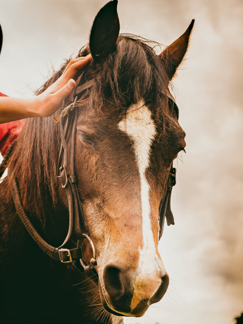 How to Manage an Itchy Horse