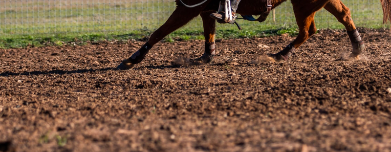 The ins and outs of horse hoof growth and development