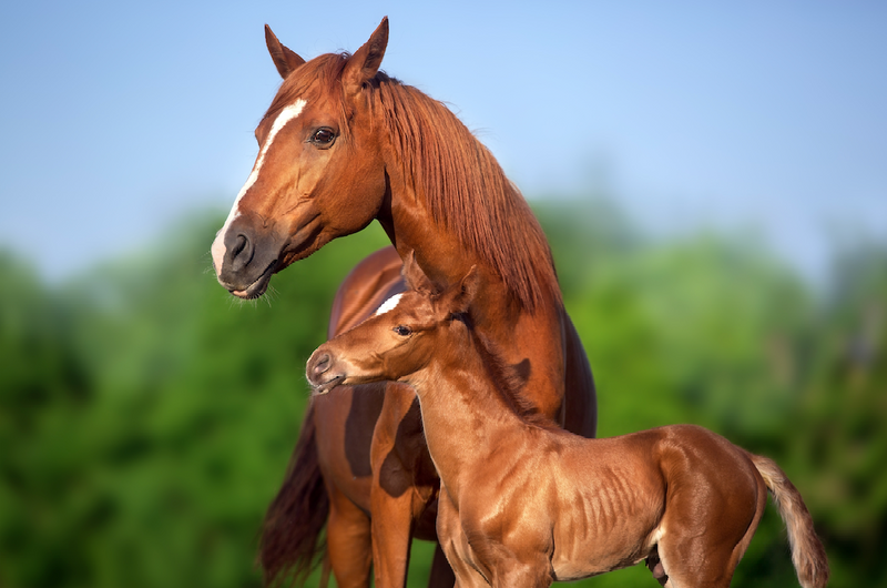 The Nutritionist’s Guide To Putting Mares Under Lights