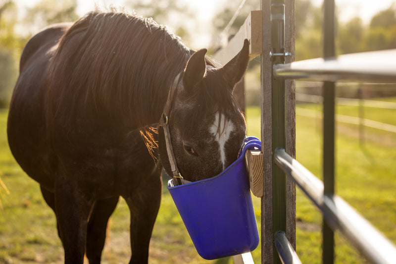 4 Steps to Caring for Your Overweight Horse