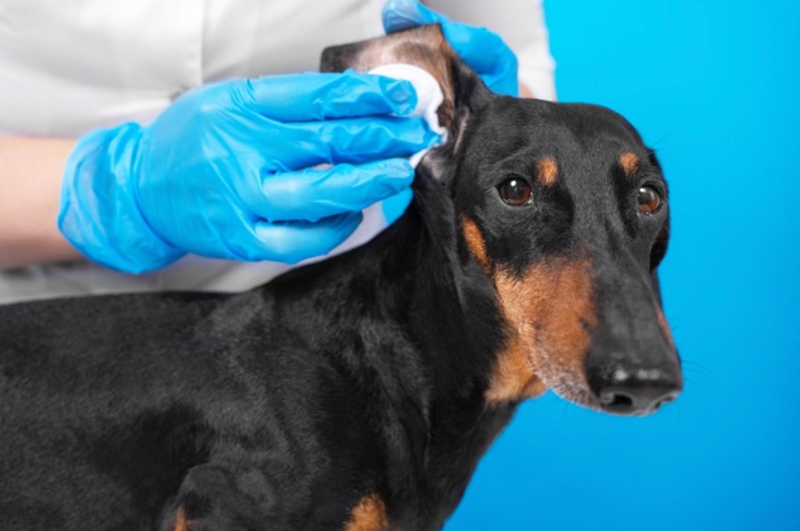 Can Probiotics Help Dog Ear Infections?