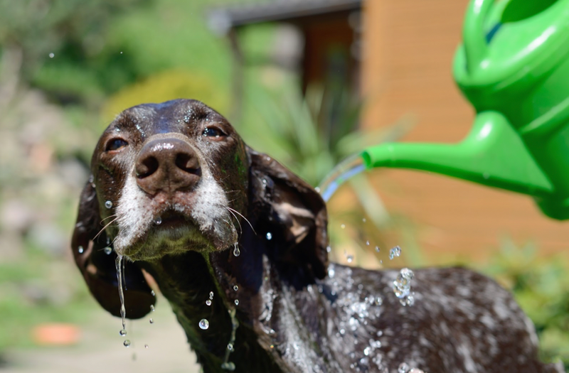 How to Prevent Heat Stress in Dogs