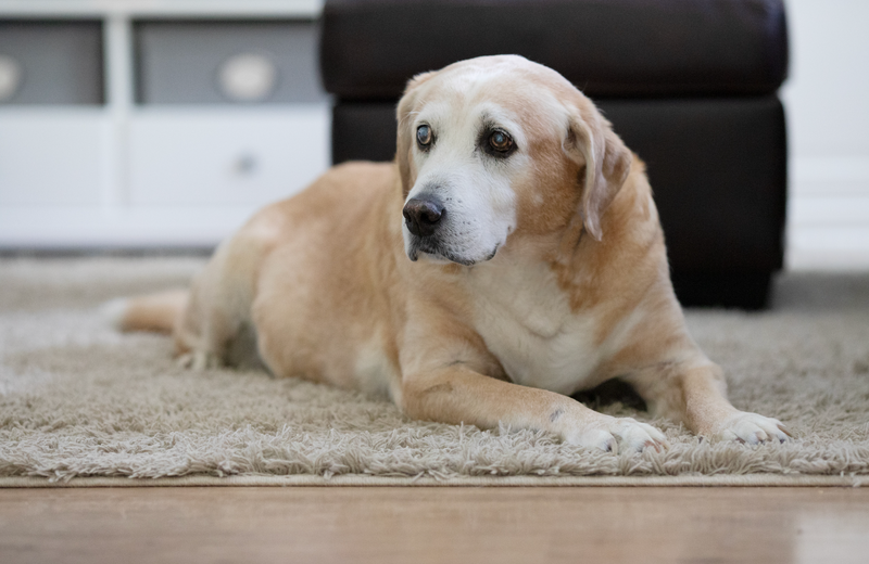 How to Care for a Senior Dog: 10 Pro Tips