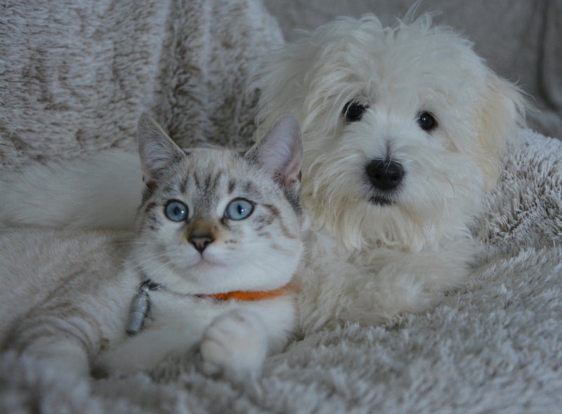 How to Get Rid of Intestinal Worms in Cats and Dogs