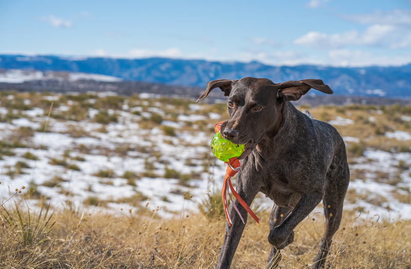 The Benefits of L-Glutamine for Dogs