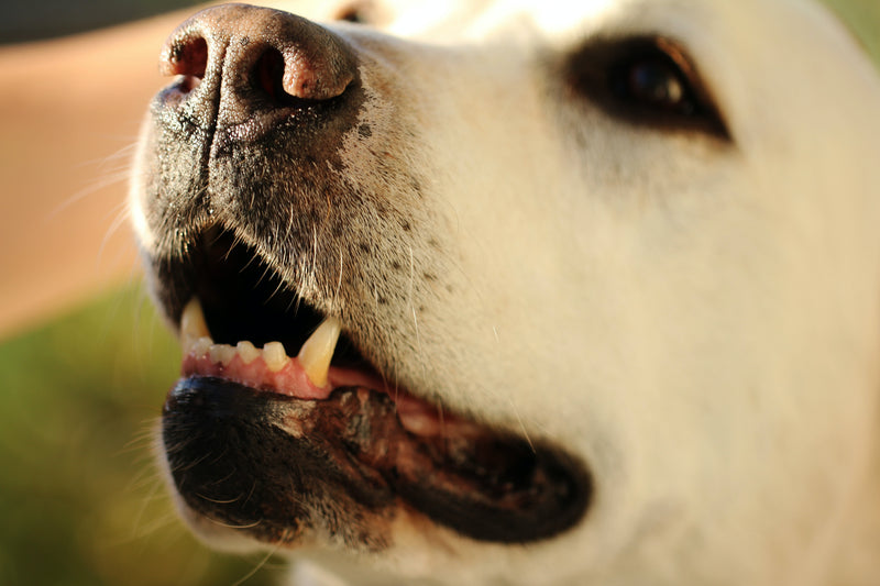 Can you Reverse Periodontal Disease in Dogs?
