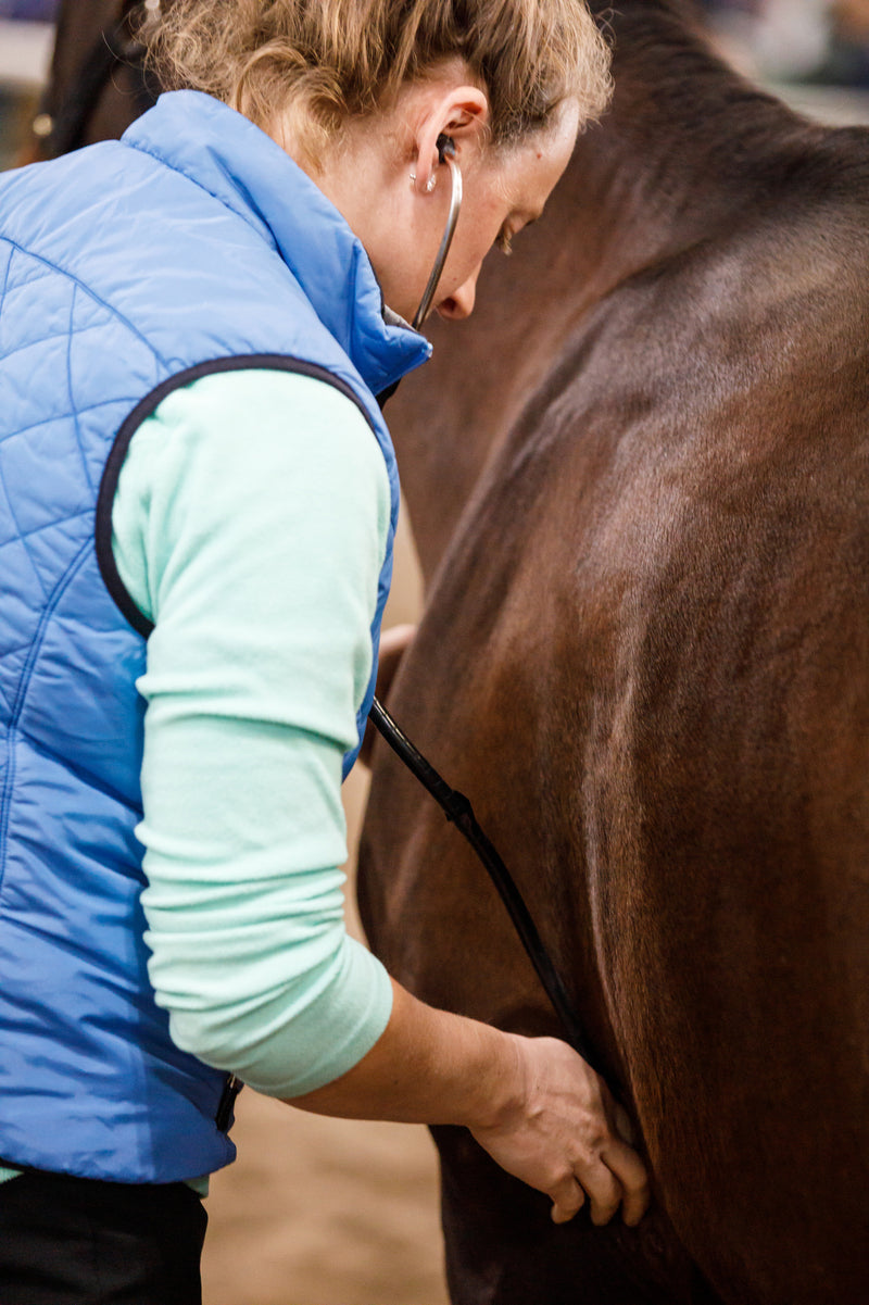 How to Combat Hindgut Ulcers in Horses