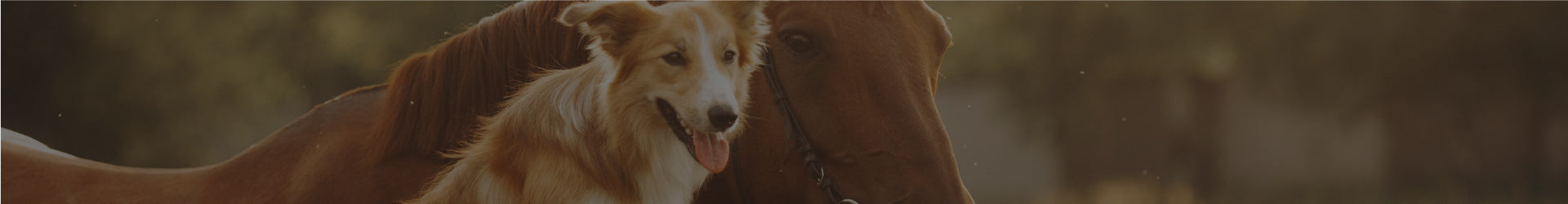 Dog with horse