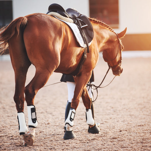 6 Equine Muscle Recovery Strategies to Try Today
