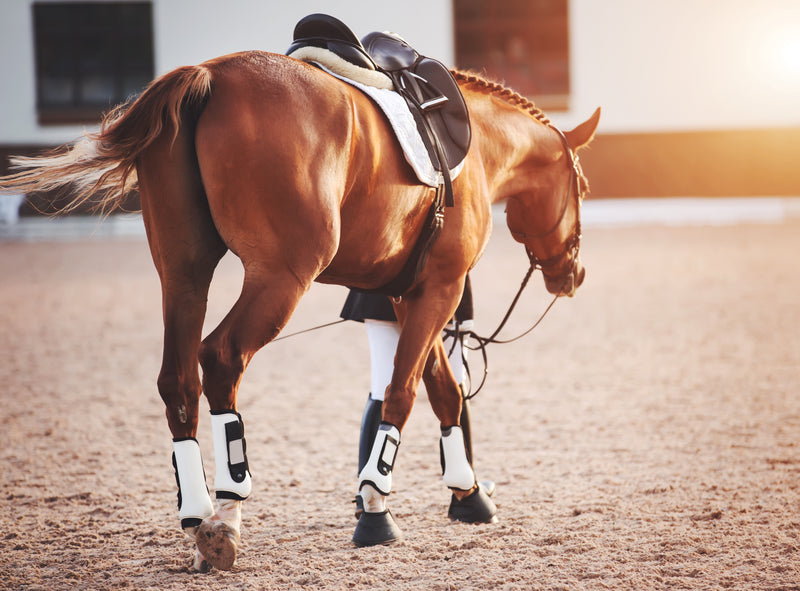 6 Equine Muscle Recovery Strategies to Try Today