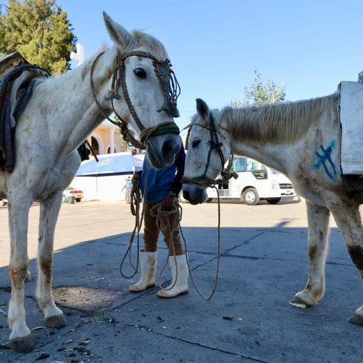 2026 Giving Trip Day 1: Coming Home to San Andreas Itzapa