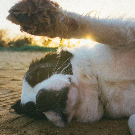 COVID-19 and Your Pet