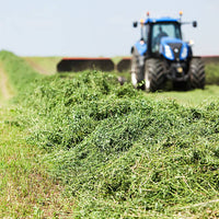 Is alfalfa good for horses with ulcers?