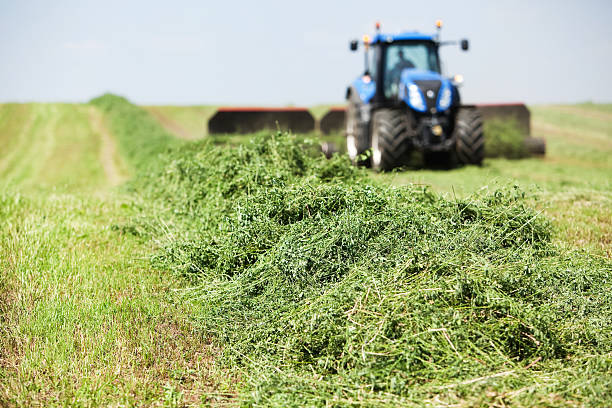 Is alfalfa good for horses with ulcers?