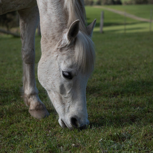 Review of antioxidants for horses: Astaxanthin