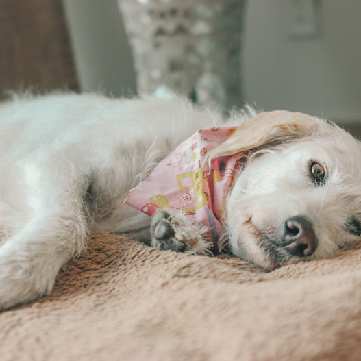 A Complete Guide to Autoimmune Disease in Dogs