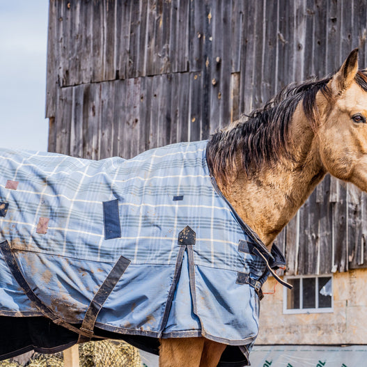 The Complete Horse Blanketing Guide