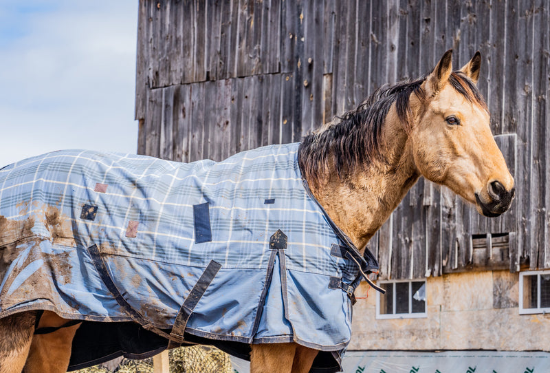 The Complete Horse Blanketing Guide