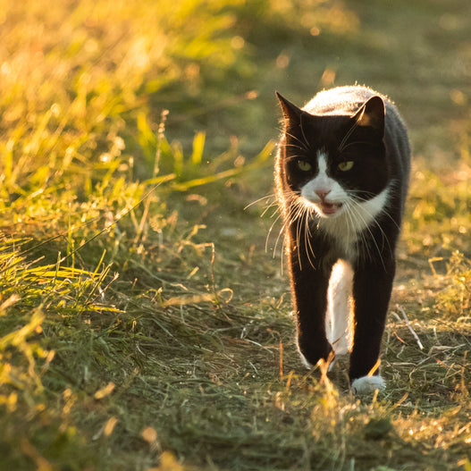 How to Help Your Cat With Anxiety