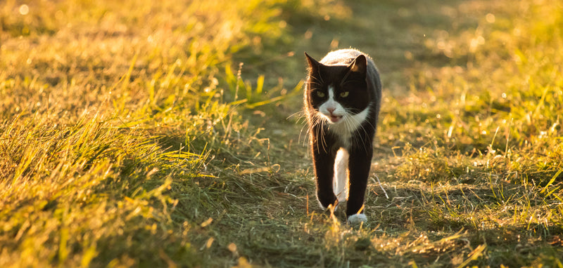 How to Help Your Cat With Anxiety