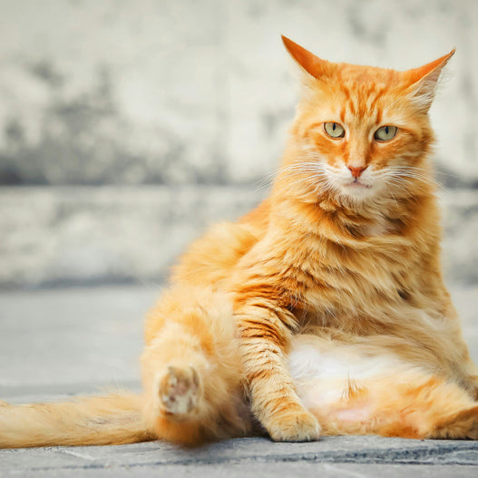 7 Reasons Why Your Cat is Bloated (and How to Help)