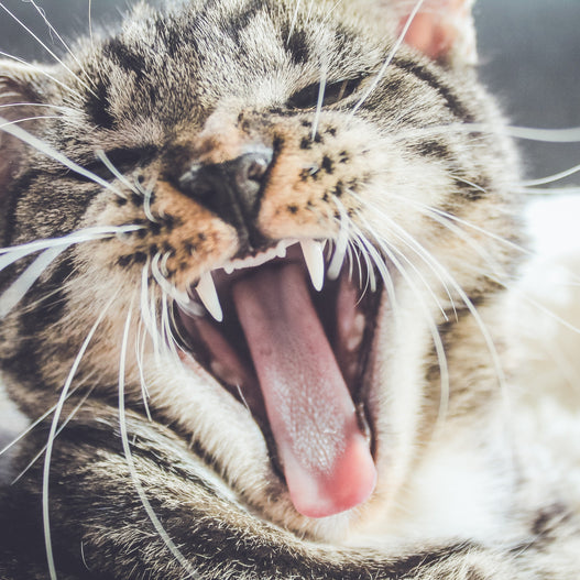 Cat Dental Care 101: A Preventative Must