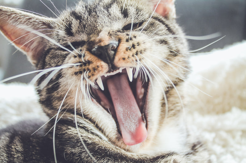 How to Treat Dental Disease in Cats