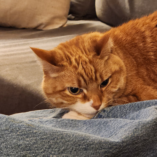 What You Can Do About Gastroenteritis in Cats