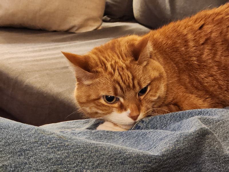What You Can Do About Gastroenteritis in Cats