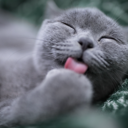Making Sense of Overgrooming in Cats
