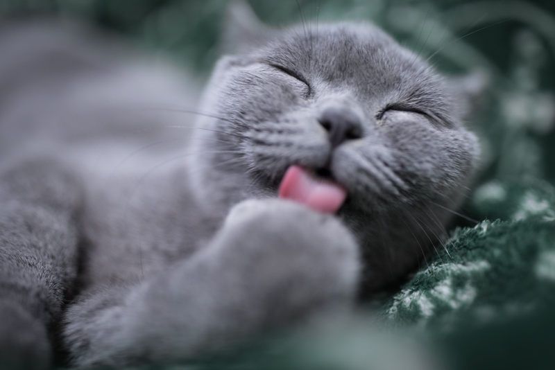 Making Sense of Overgrooming in Cats