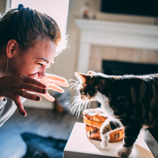 Do Cats Recognize Their Owners